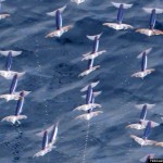 Flying Squid – Are Actually Real!
