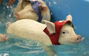 pig-olympics-swimming