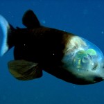 Video Of Fish With Transparent Head