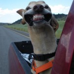 Stupid Dog Face