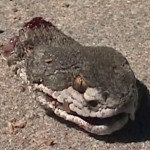 Zombie Snake