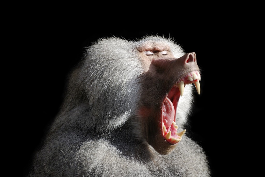 Angry Baboon