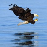 Bald Eagle Steals Fish From Fisherman - Norman Dreger