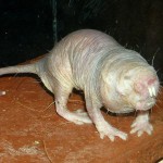 Naked Mole-Rat - Cancer Cure - Hyaluronan - East Africa