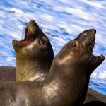Animal Mating Calls - Seal Video Collection