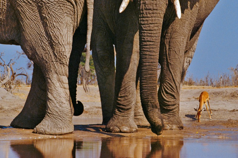 Masters Of Nature Photography -  A Grand Perspective, Frans Lanting, Chobe National Park, Botswana - Elephant and Impala