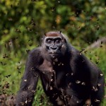 Masters Of Nature Photography - Anup Shah,Bai Hokou, Dzanga-Sangha Dense Forest Special, Reserve, Central African Republic - Gorilla and Butterfly