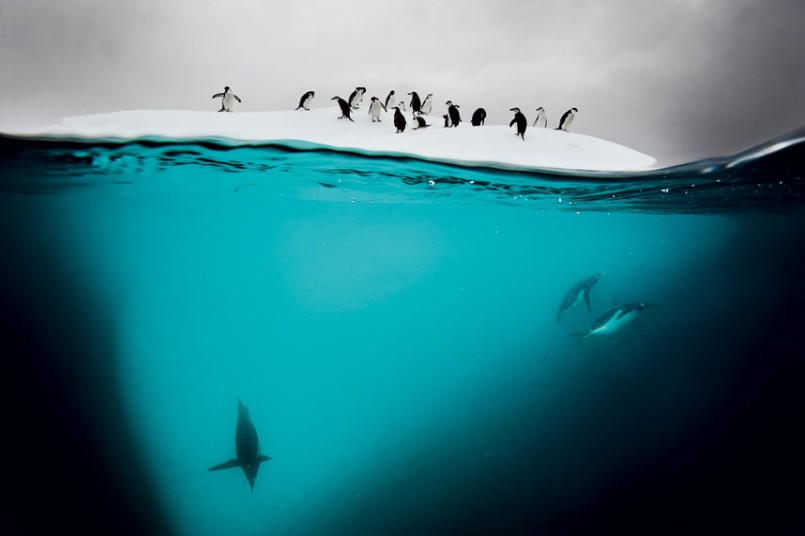Masters Of Nature Photography -  David Doubilet, Danko Island, Antarctica - Iceberg Penguins