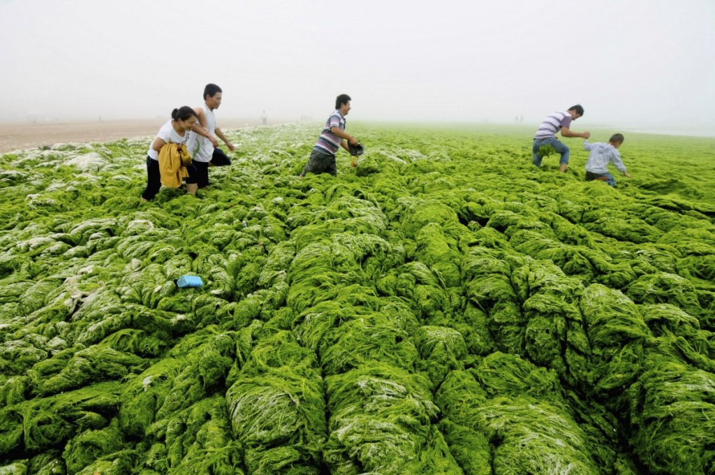 Qingdao Algae beach depth prolifera