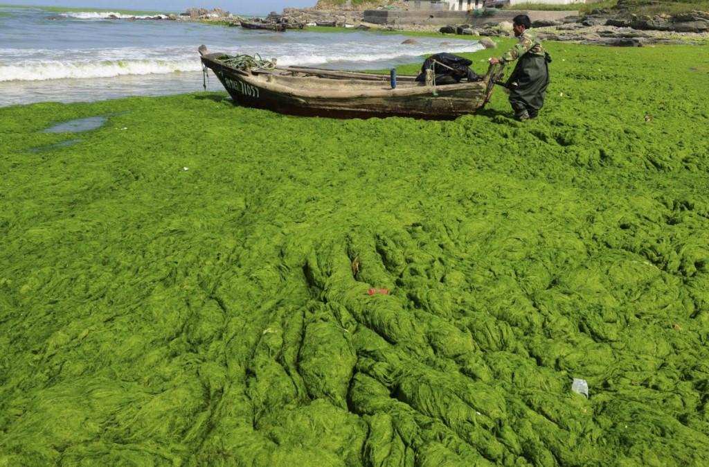 Qingdao Algae beach record breaking