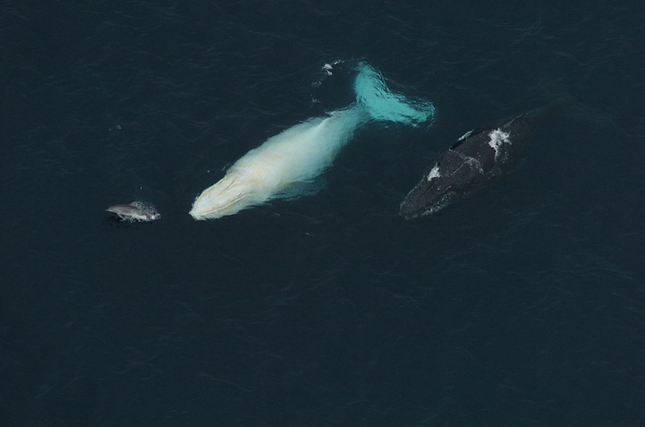 Albino Humpback Whale - Migaloo - With Dolphin and Mate