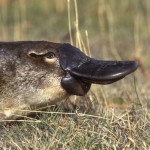 The Duck Billed Platypus: Probably Weirder Than You Thought