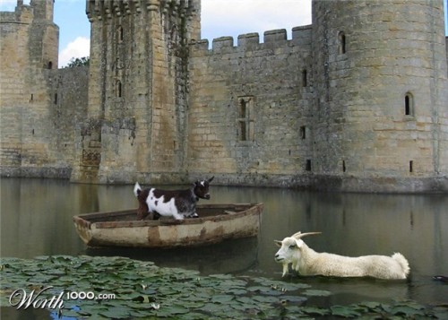 goats in weird places goat on a boat in a moat lazer horse