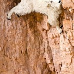 Goat On Cliff - Werid Place