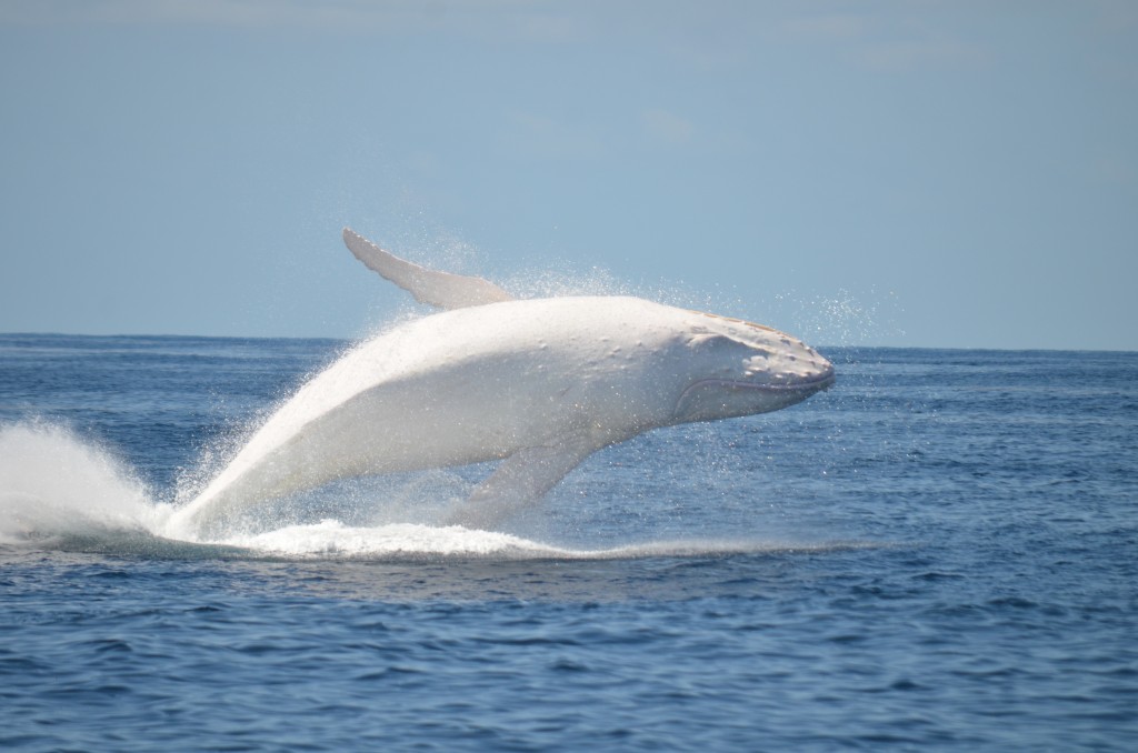 Migaloo - Albino Whale