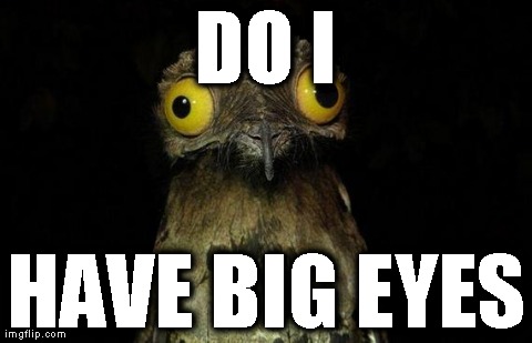 Potoo Meme - Big Eye Bird