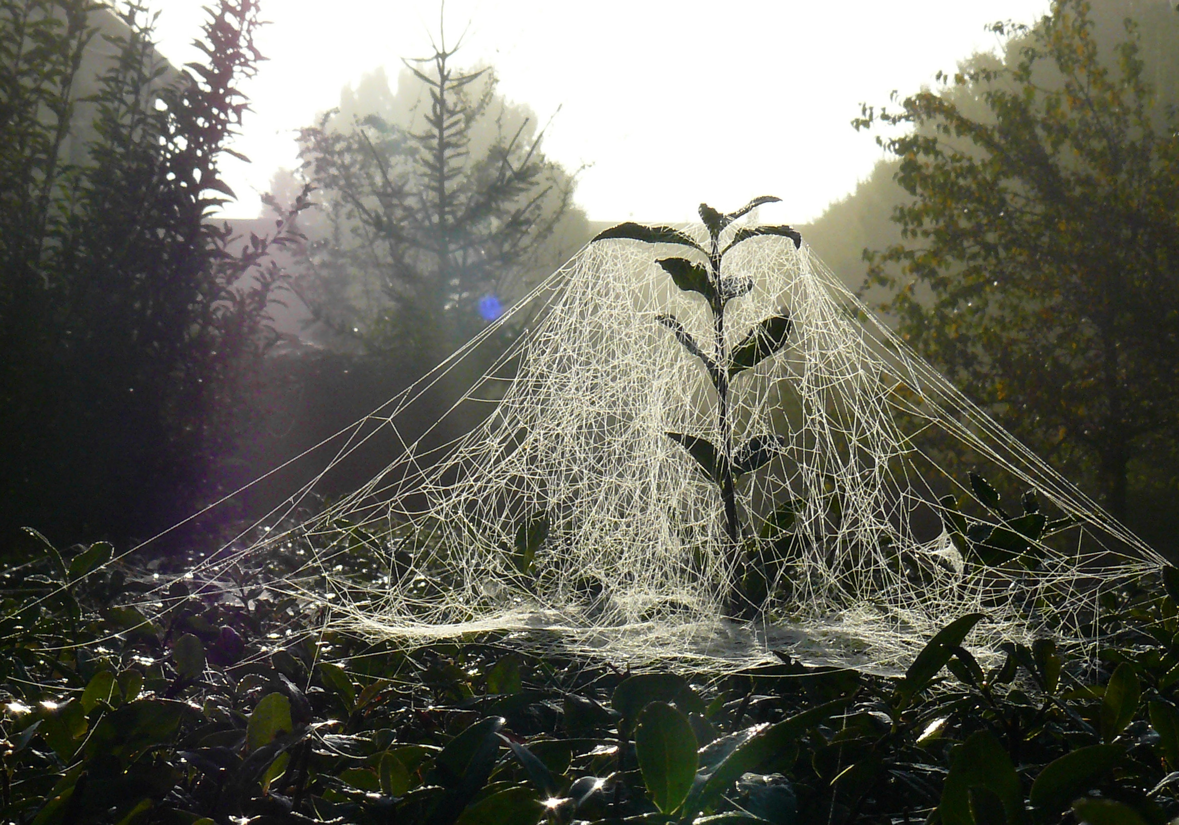 Spider Webs What Are They Made Of And Is Spider Silk Really As Strong