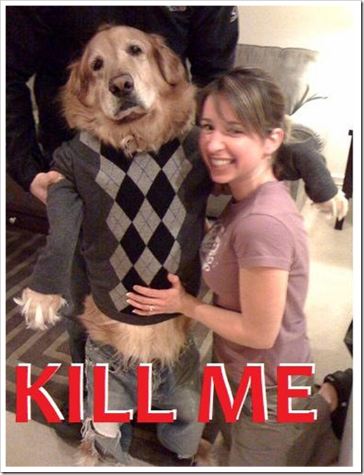 Animals wearing sweaters - jumpers - dog kill me - Lazer Horse