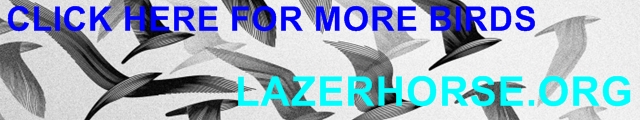Bird Articles On LAZERHORSE.ORG