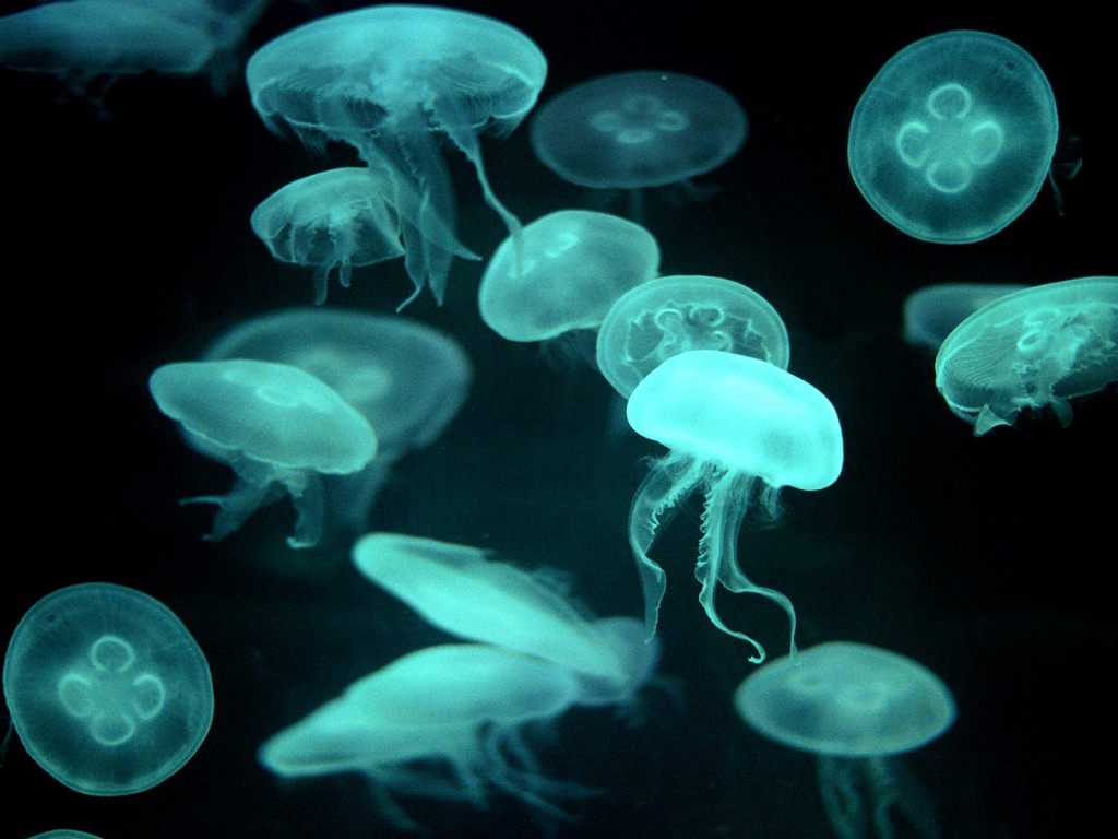 Jellyfish - Facts - Swarm