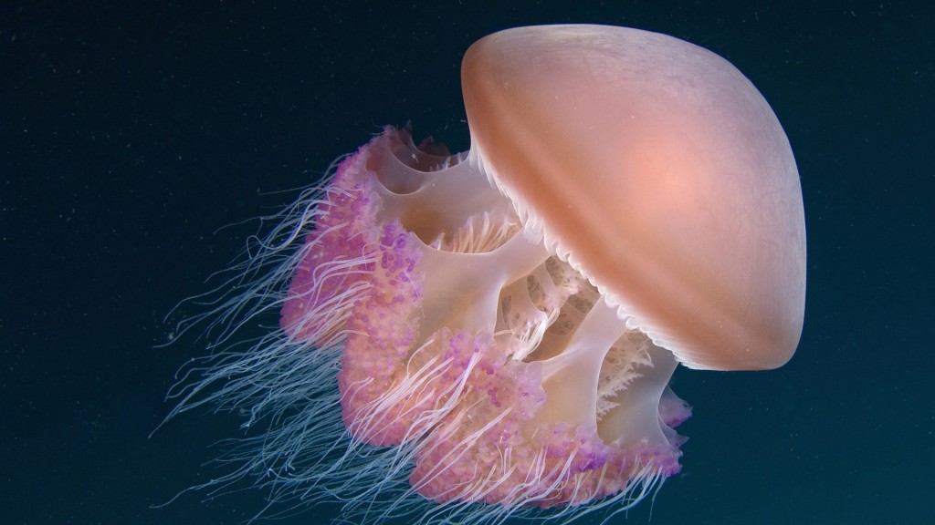 Jellyfish - Facts - blob