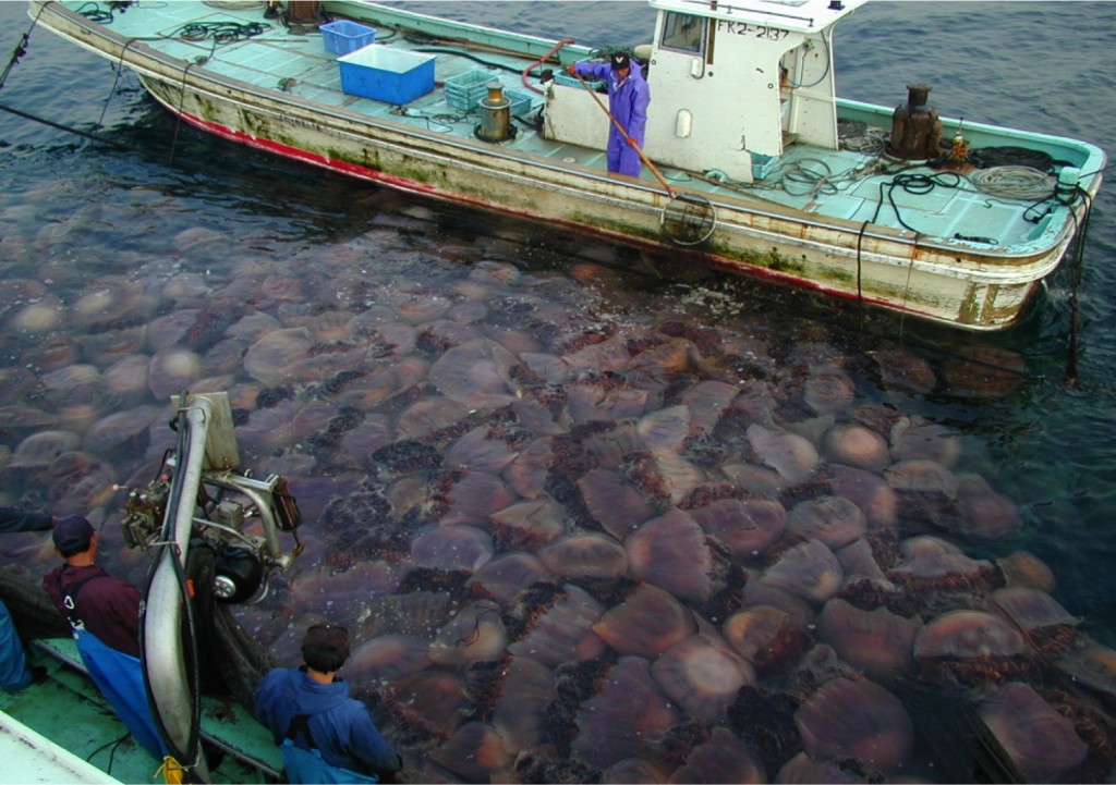Jellyfish - Facts - boat swarm