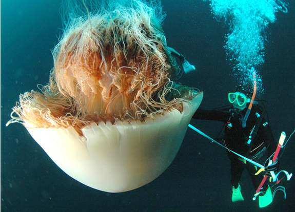 Jellyfish - Facts - giant jellyfish