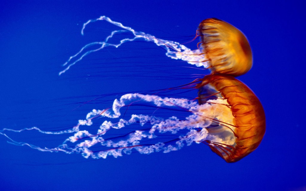 Jellyfish - Facts - lateral