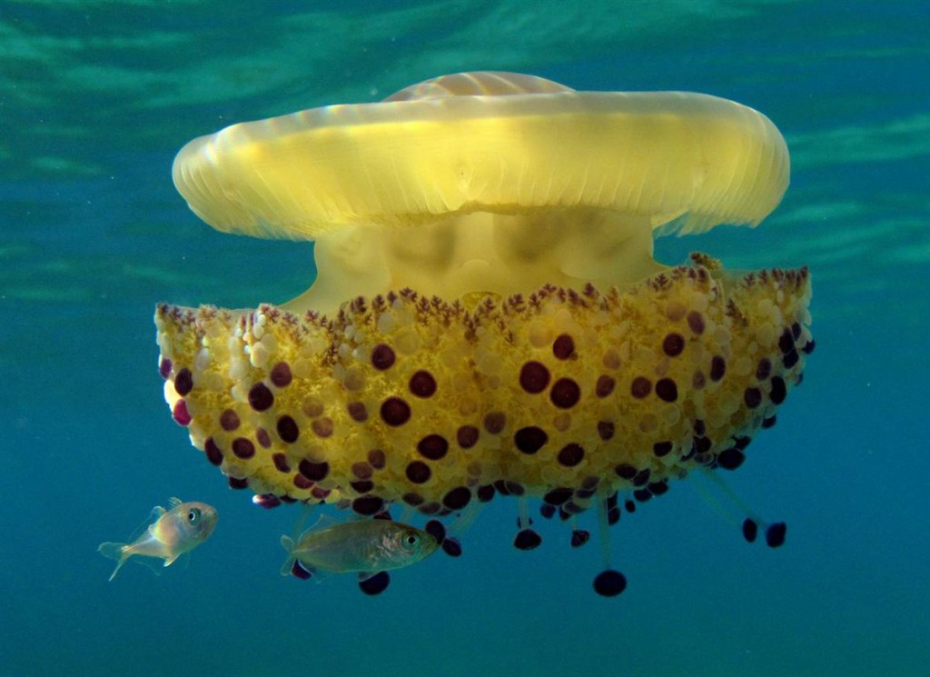 Jellyfish - Facts - meringue