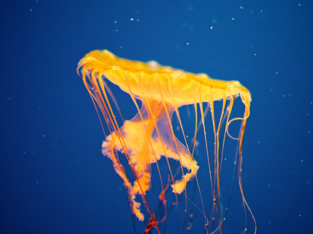 Jellyfish - Facts - weird