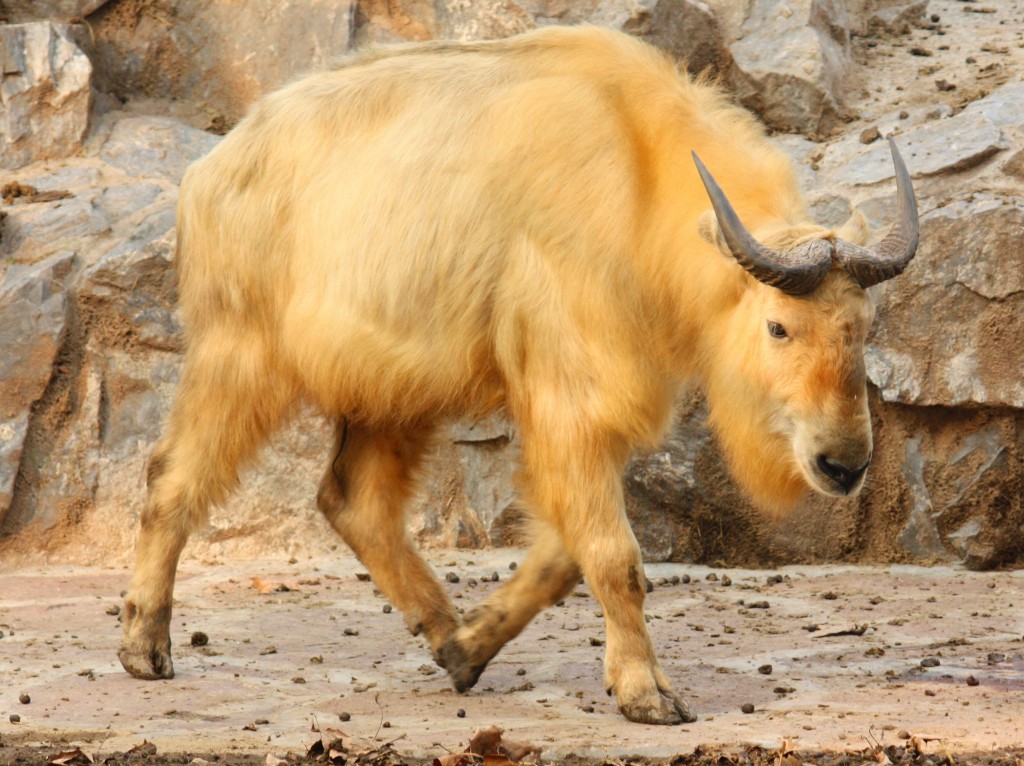 Golden Takin - Wikipedia