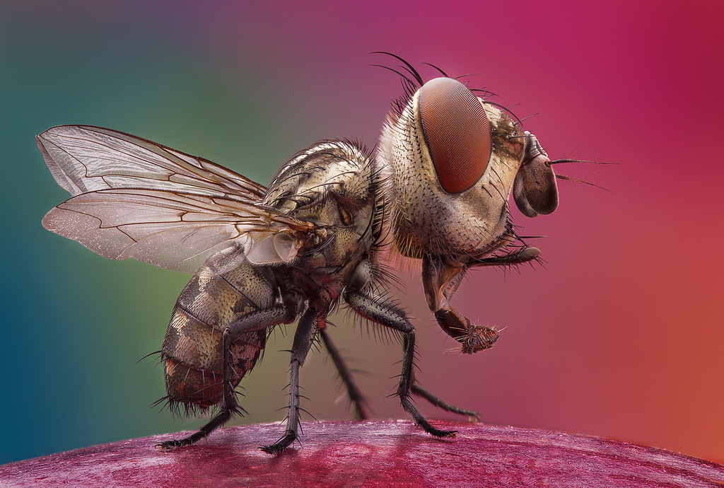 Vasiliy Menshov - macro insect photos 7