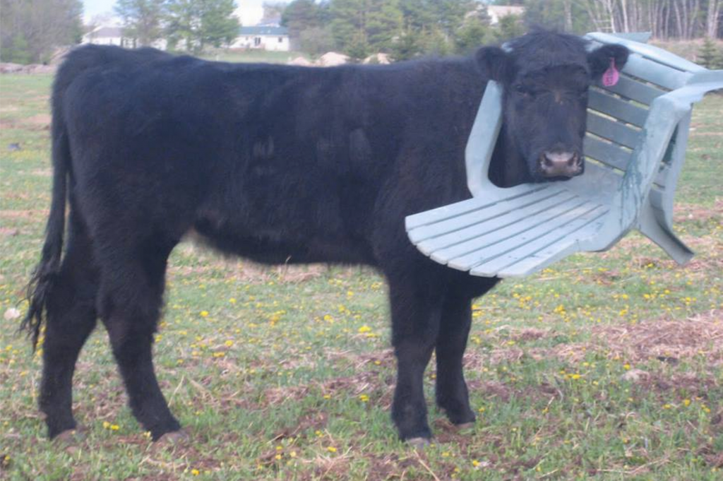 Animals-stuck-in-odd-places-but-dont-seem-to-mind-cow chair