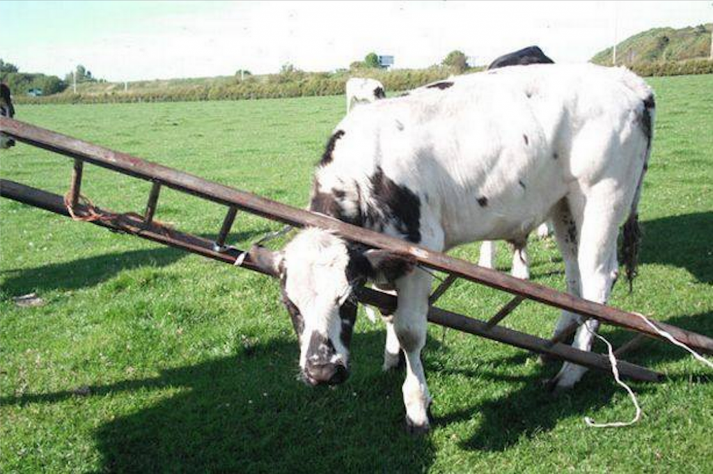 Animals-stuck-in-odd-places-but-dont-seem-to-mind-cow ladder