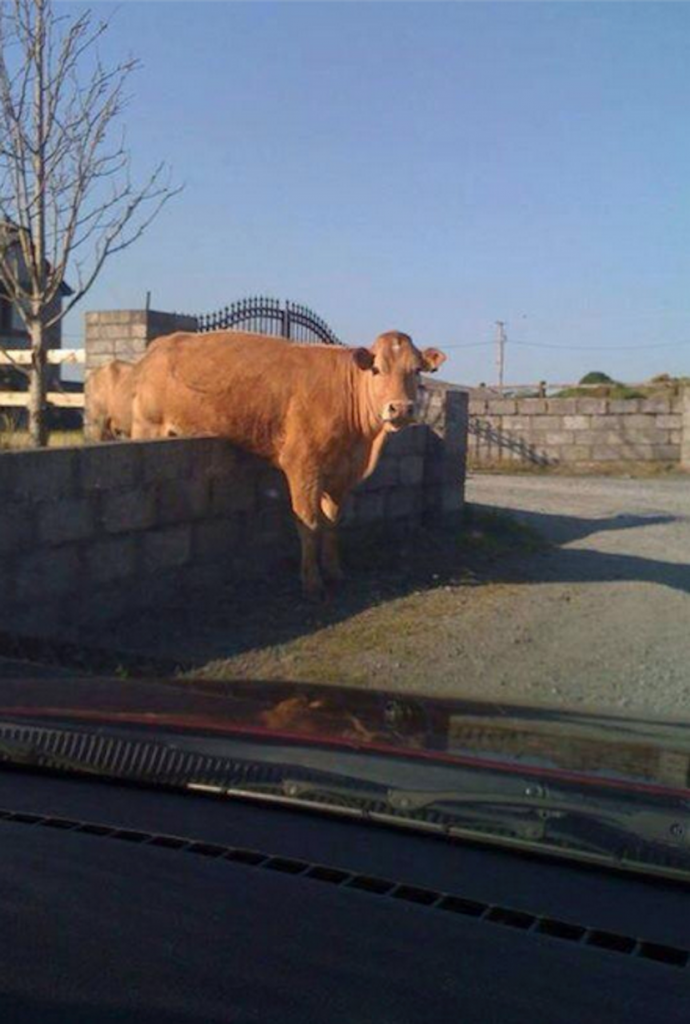 Animals-stuck-in-odd-places-but-dont-seem-to-mind-cow on wall