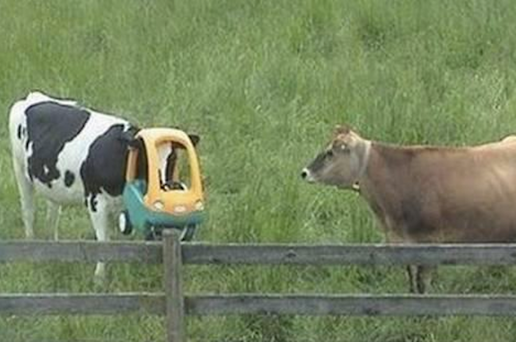 Animals-stuck-in-odd-places-but-dont-seem-to-mind-cow toy car