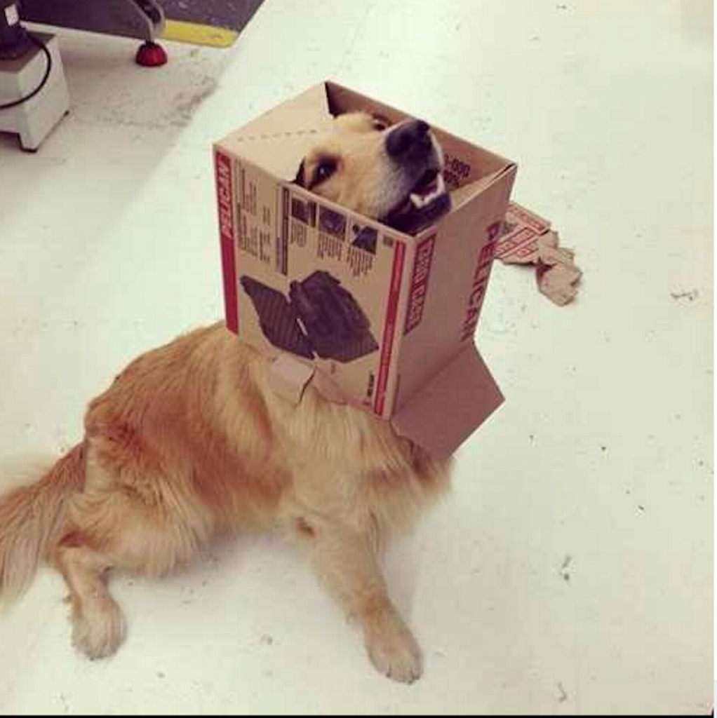 Animals-stuck-in-odd-places-but-dont-seem-to-mind-dog box