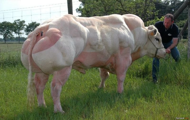 Belgian Blue Super Cow - huge cow