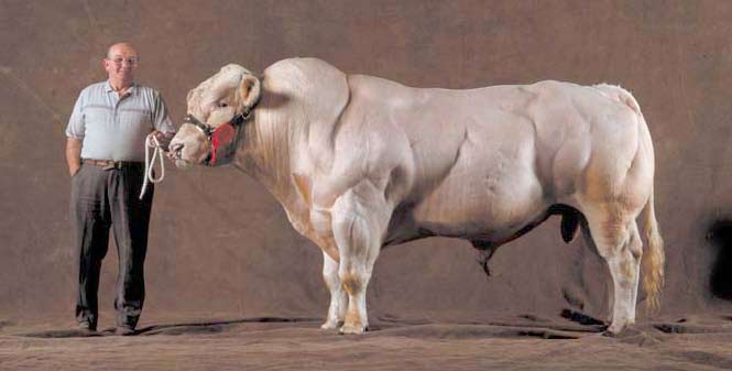 Belgian Blue Super Cow - increased musclature