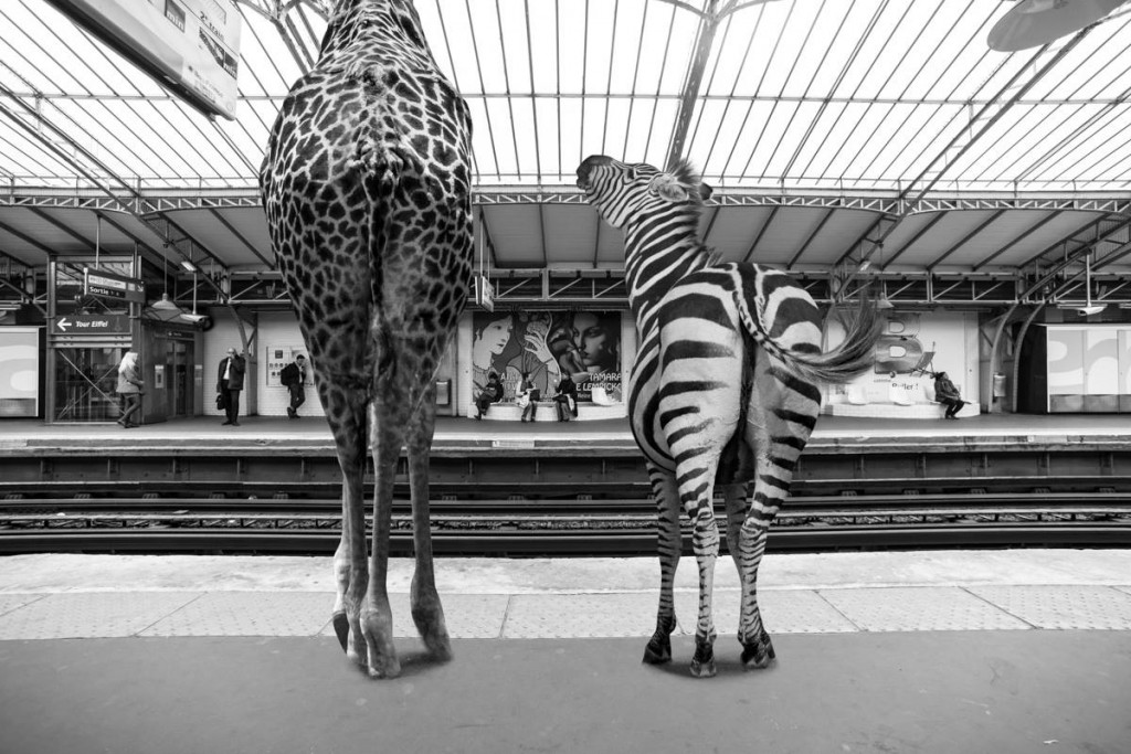 Clarisse Rebotier - Animetro - Zebra Giraffe