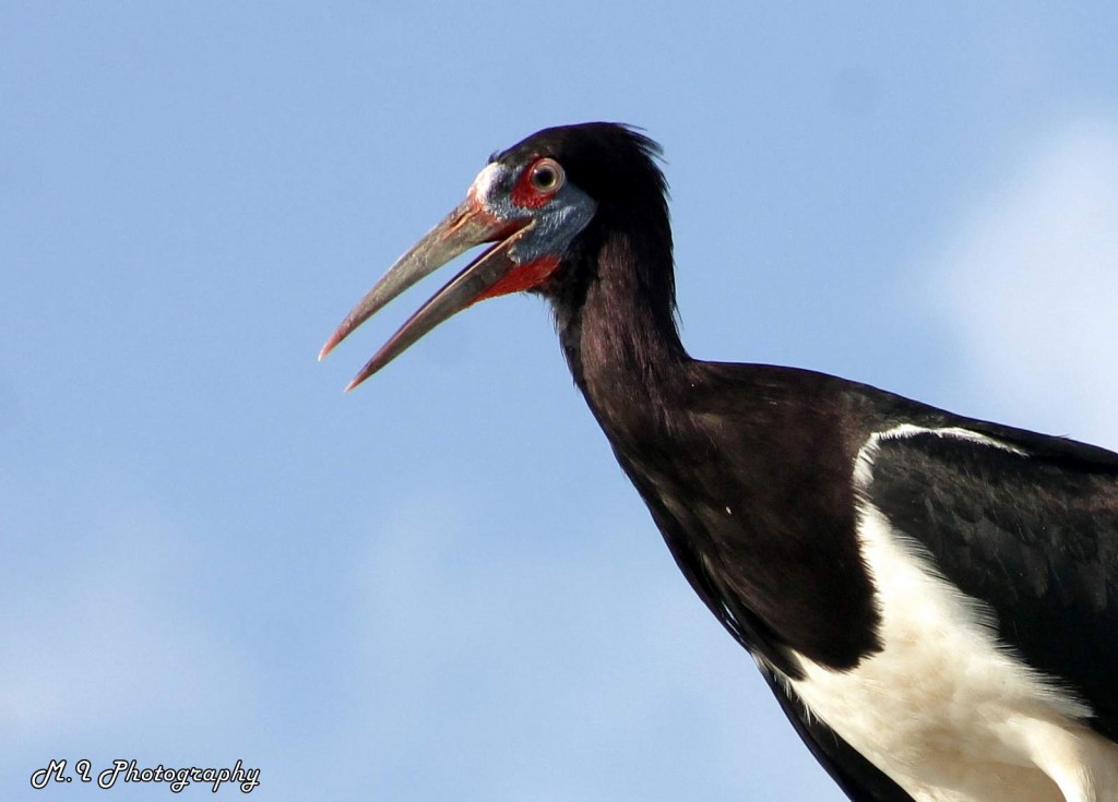 Mozambique Birds - Abdims Stork 2