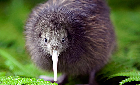 New Zealand Birds - Kiwi