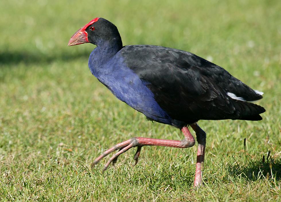 New Zealand Birds - Pukeko