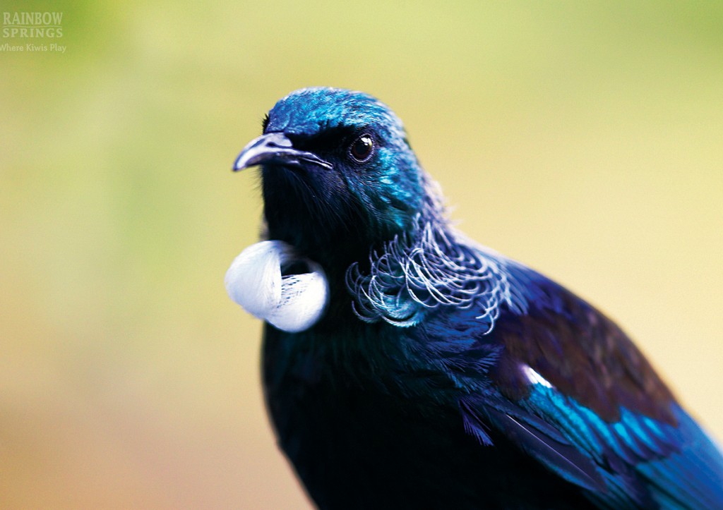 New Zealand Birds - Tui balls