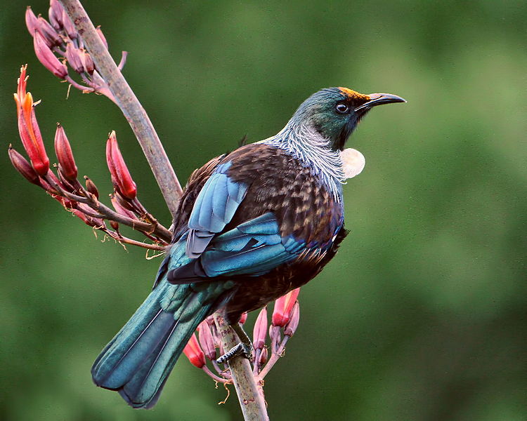 New Zealand Birds - Tui