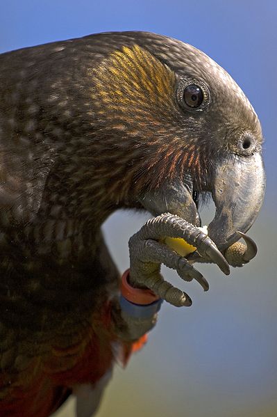 New Zealand Birds - kaka close up
