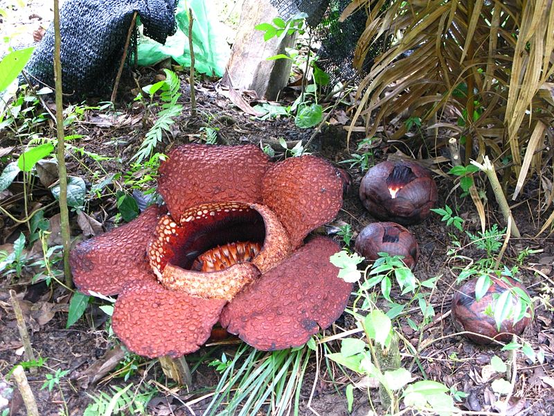 Rafflesia arnoldii - biggest flower - jungle