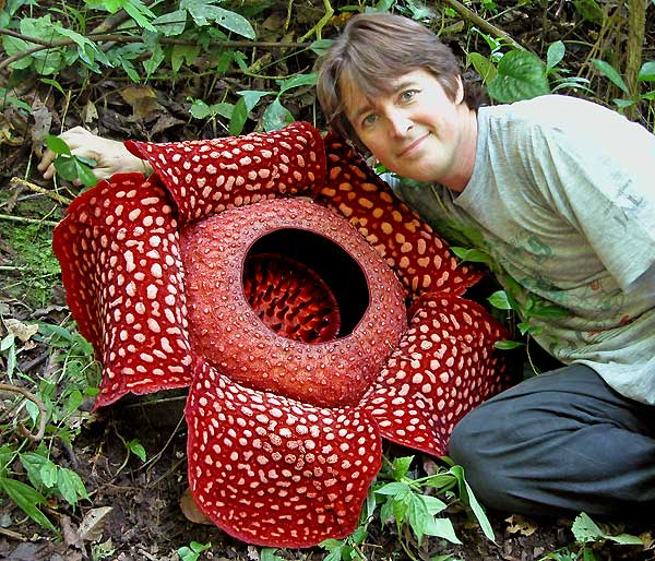 Rafflesia arnoldii - biggest flower - with man Sumatra