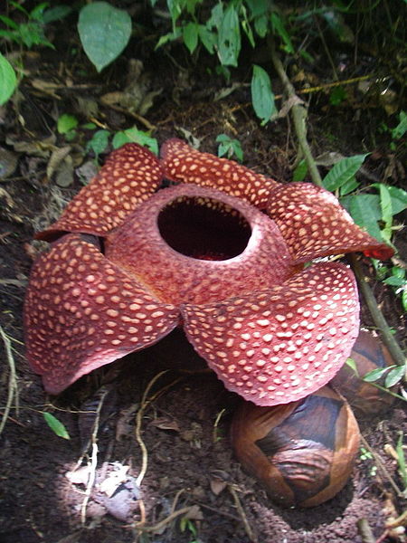 Rafflesia arnoldii - worlds biggest flower - jungle