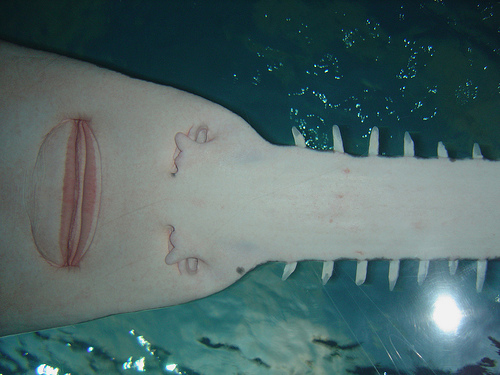 Sawfish - Ray - Facts - mouth